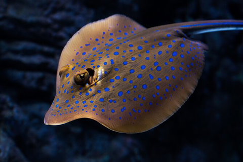 Cairns Aquarium By Twilight With 3 Course Dinner - Holiday Adelaide 2
