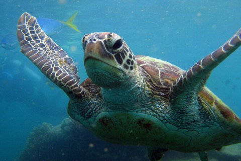 2 Night Whitsunday Islands Cruise On Atlantic Clipper From Airlie Beach - Holiday Adelaide 6