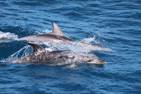 Sandy Straits Scenic & Wildlife Cruise - Holiday Adelaide 1