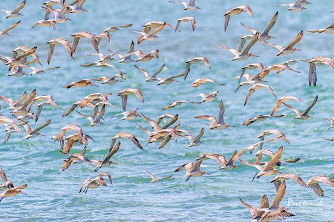 Sandy Straits Scenic & Wildlife Cruise - Holiday Adelaide 4