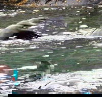 Kangaroo Island Ocean Safari - Snorkeling Safari - Holiday Adelaide