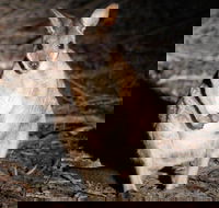 Small-Group Kangaroo Island 4WD Night Tour - Holiday Adelaide