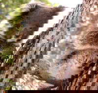 Kangaroo Island Luxury Small Group 'Island Life' Full Day Tour - Holiday Adelaide