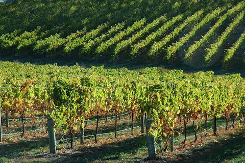 Adelaide Hills Wineries & Hahndorf - Holiday Adelaide 10