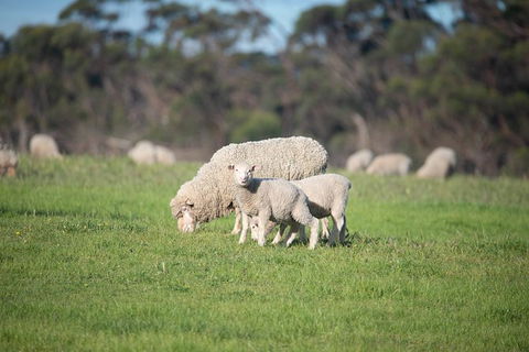 Fine Flavours - Full Day Kangaroo Island Food & Wine Tour - Holiday Adelaide 9