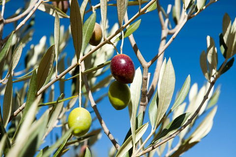 Fine Flavours - Full Day Kangaroo Island Food & Wine Tour - Holiday Adelaide 3