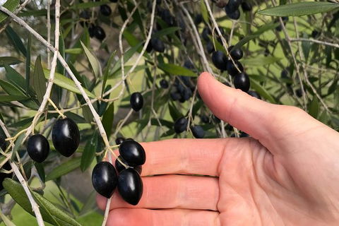 Fine Flavours - Full Day Kangaroo Island Food & Wine Tour - Holiday Adelaide 4