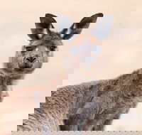 Kangaroo Island Luxury Small Group 'East End Explorer' Full Day Tour - Holiday Adelaide