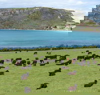 Cruise Ship Excursion Stanley - Holiday Adelaide