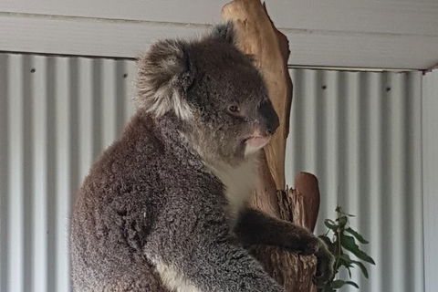 Shore Excursion: Coast, Caves And Wildlife Park - 8 Hour Tour - Holiday Adelaide 11