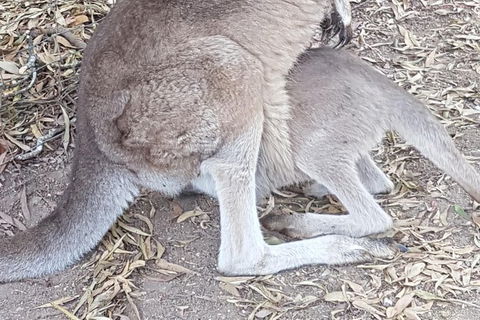 Shore Excursion: Coast, Caves And Wildlife Park - 8 Hour Tour - Holiday Adelaide 19