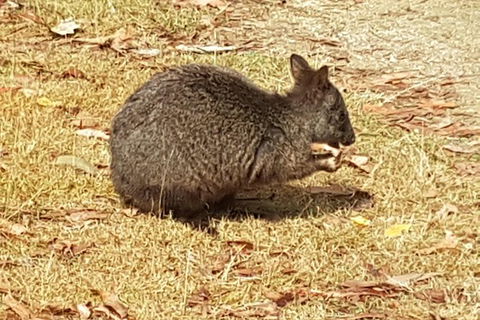 Shore Excursion: Coast, Caves And Wildlife Park - 8 Hour Tour - Holiday Adelaide 3