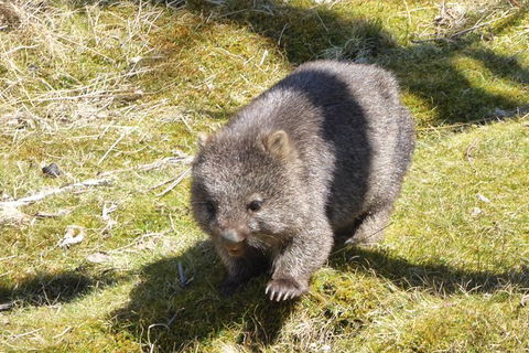 Shore Excursion: Coast, Caves And Wildlife Park - 8 Hour Tour - Holiday Adelaide 6