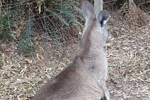 Shore Excursion: Coast, Caves And Wildlife Park - 8 Hour Tour - Holiday Adelaide 9
