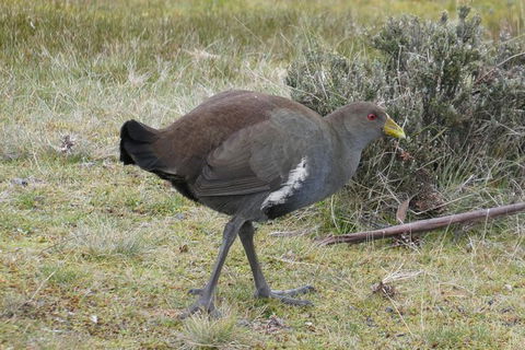 Shore Excursion: Coast, Caves And Wildlife Park - 8 Hour Tour - Holiday Adelaide 2