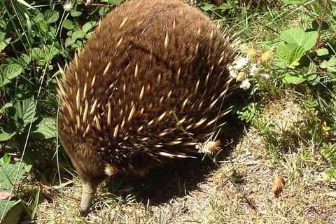 Shore Excursion: Coast, Caves And Wildlife Park - 8 Hour Tour - Holiday Adelaide 18