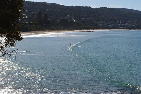 PRIVATE Great Ocean Road Tour And 12 Apostles With Wildlife Spotting - Holiday Adelaide 6