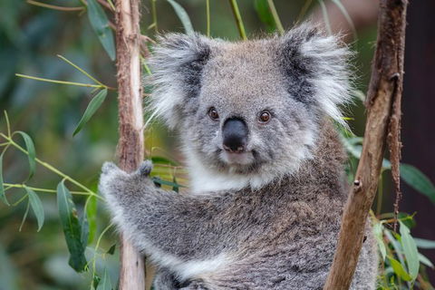 PRIVATE Great Ocean Road Tour And 12 Apostles With Wildlife Spotting - Holiday Adelaide 7