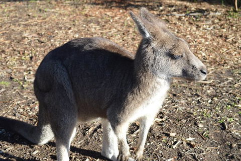 PRIVATE Great Ocean Road Tour And 12 Apostles With Wildlife Spotting - Holiday Adelaide 2