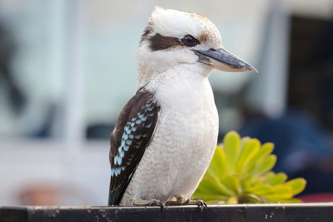 PRIVATE Great Ocean Road Tour And 12 Apostles With Wildlife Spotting - Holiday Adelaide 9