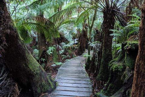 PRIVATE Great Ocean Road Tour And 12 Apostles With Wildlife Spotting - Holiday Adelaide 8