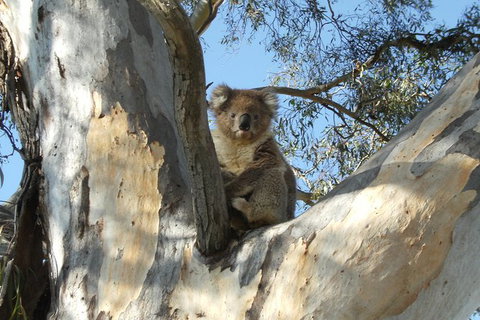 Tahbilk Winery And Wetlands Tour With Local Wine Ambassador Including Lunch, Wine Tasting And A Wine Making Class - Holiday Adelaide 1