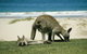 LGBT+ Friendly 12-Hour Great Ocean Road Private Tour - thumb 3