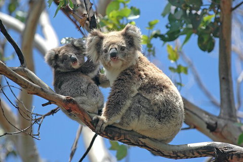 LGBT+ Friendly 12-Hour Great Ocean Road Private Tour - Holiday Adelaide 8