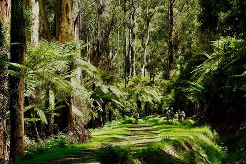 Aqueduct And Rail Trail Self-Guided Bike Tour In Warburton - Holiday Adelaide 1