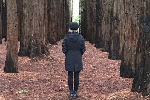 Private Aqueduct To California Redwoods Hiking Tour - Holiday Adelaide 1