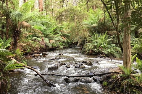Private Aqueduct To California Redwoods Hiking Tour - Holiday Adelaide 3
