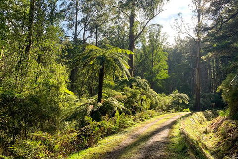 Private Aqueduct To California Redwoods Hiking Tour - Holiday Adelaide 0