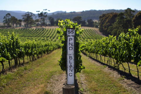 Yarra Valley 2-6 Guests Premium Food And Wine Inc Lunch At Dominique Portet - Holiday Adelaide 3