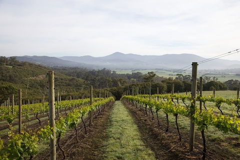 Yarra Valley 2-6 Guests Premium Food And Wine Inc Lunch At Dominique Portet - Holiday Adelaide 7