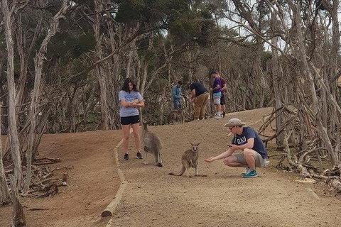 Phillip Island Penguin And Wildlife Tour - Holiday Adelaide 34