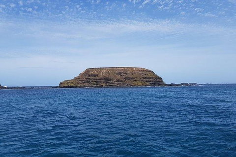 Phillip Island Penguin And Wildlife Tour - Holiday Adelaide 17