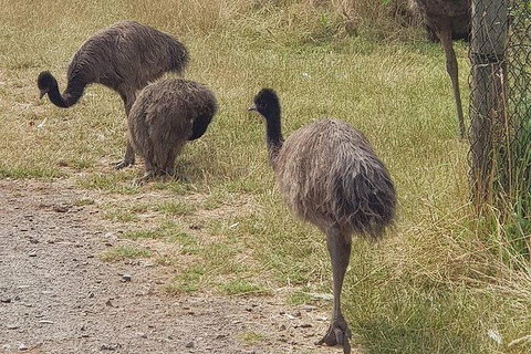 Phillip Island Penguin And Wildlife Tour - Holiday Adelaide 32