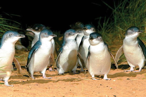 Phillip Island Penguin And Wildlife Tour - Holiday Adelaide 0