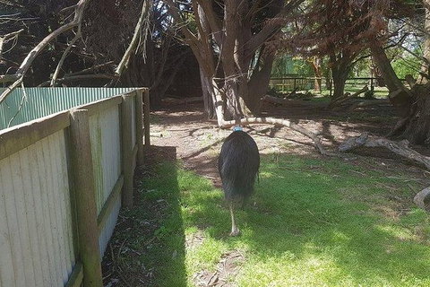 Phillip Island Penguin And Wildlife Tour - Holiday Adelaide 5