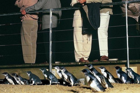 Phillip Island Penguin And Wildlife Tour - Holiday Adelaide 20