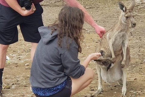 Phillip Island Penguin And Wildlife Tour - Holiday Adelaide 12