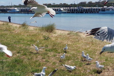 Phillip Island Penguin And Wildlife Tour - Holiday Adelaide 1