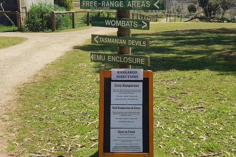 Phillip Island Penguin And Wildlife Tour - Holiday Adelaide 4