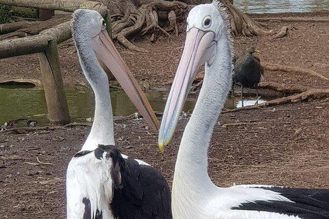 Phillip Island Penguin And Wildlife Tour - Holiday Adelaide 6