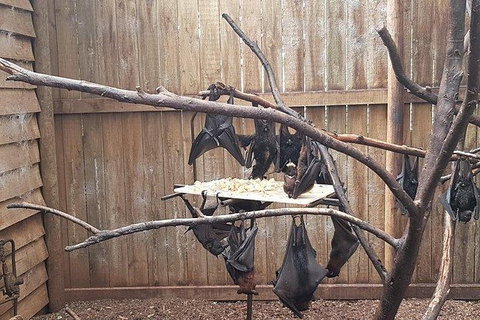 Phillip Island Penguin And Wildlife Tour - Holiday Adelaide 31