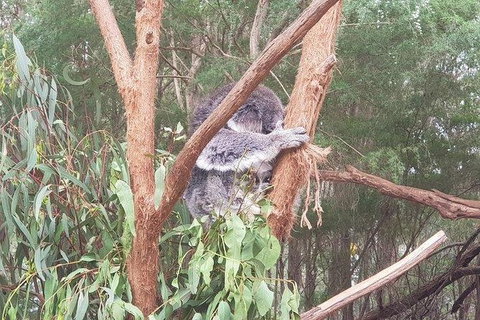 Phillip Island Penguin And Wildlife Tour - Holiday Adelaide 16