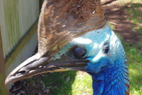 Phillip Island Penguin And Wildlife Tour - Holiday Adelaide 19