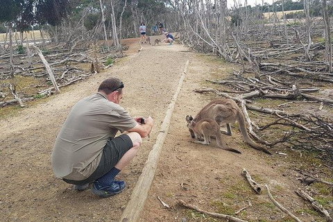 Phillip Island Penguin And Wildlife Tour - Holiday Adelaide 30