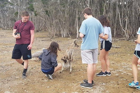 Phillip Island Penguin And Wildlife Tour - Holiday Adelaide 3