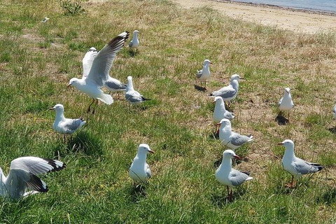 Phillip Island Penguin And Wildlife Tour - Holiday Adelaide 9